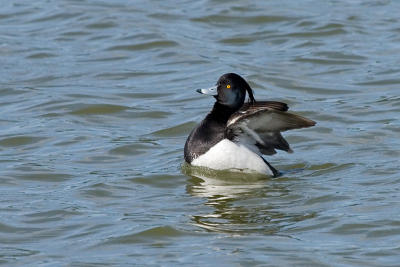 Tufted Duck