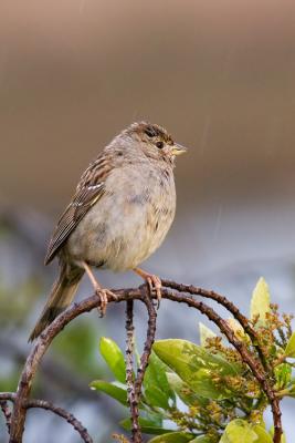 Golden-crowned Sparrow in rain