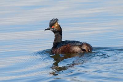 Eared Grebe, breeding plumage