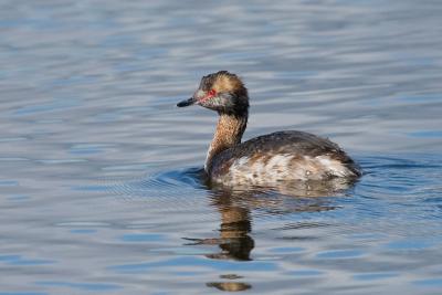 Horned Grebe, breeding plumage