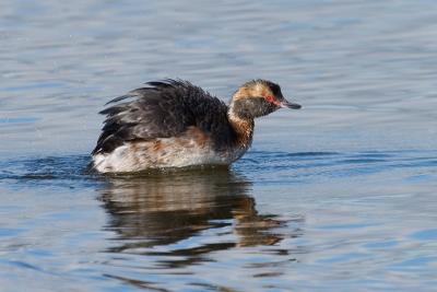 Horned Grebe, breeding plumage