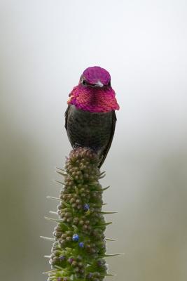 Anna's Hummingbird