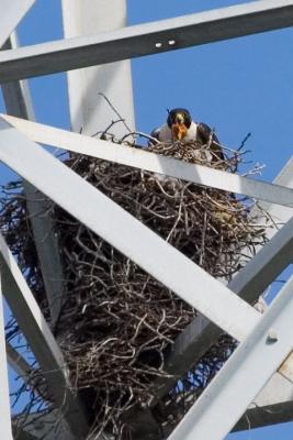 Peregrine Falcon in nest