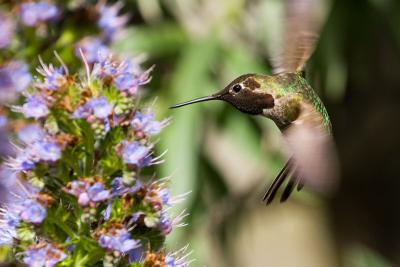 Anna's Hummingbird