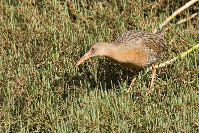 Clapper Rail