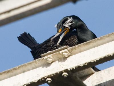 Double-crested Cormorant, breeding plumage