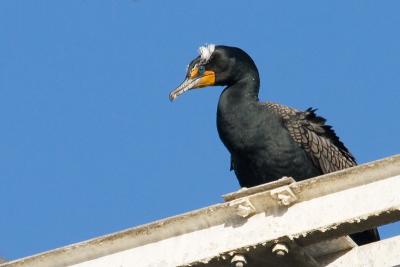 Double-crested Cormorant, breeding plumage