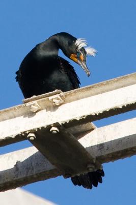 Double-crested Cormorant, breeding plumage