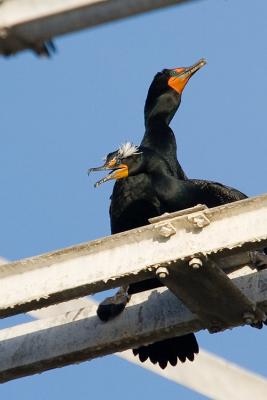 Double-crested Cormorants