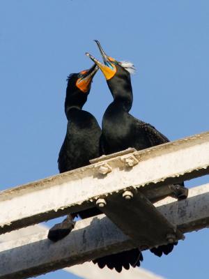 Double-crested Cormorants