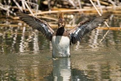 Hooded Merganser, female