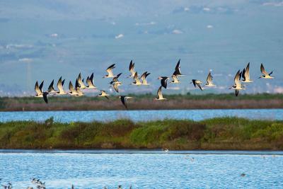 Black Skimmers
