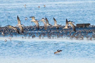 Black Skimmers