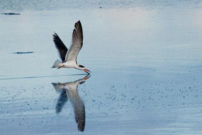 Black Skimmer feeding