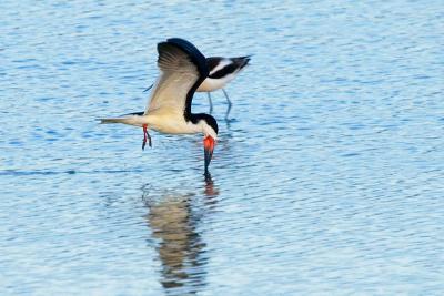 Black Skimmer