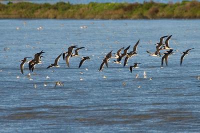 Black Skimmers