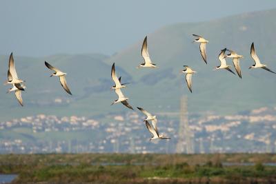 Black Skimmers