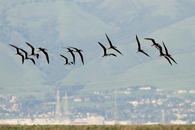 Black Skimmers