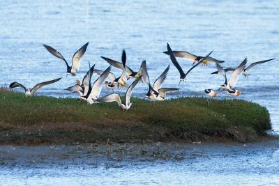 Black Skimmers landing