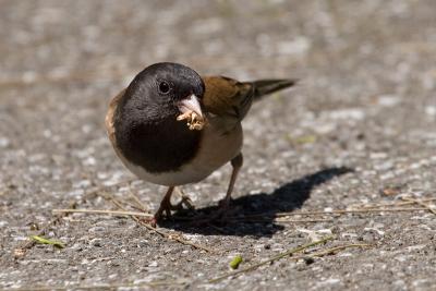 Dark-eyed Junco