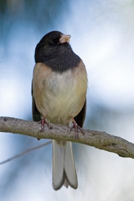 Dark-eyed Junco