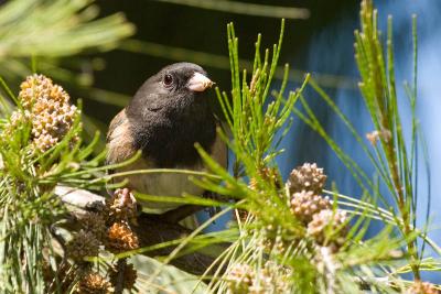 Dark-eyed Junco