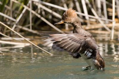 Hooded Merganser, female