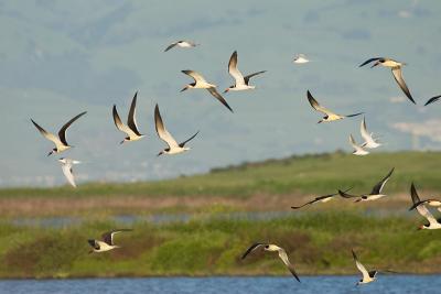 Black Skimmers and Forster's Terns