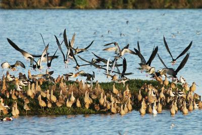 Black Skimmers taking off