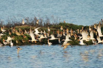 Black Skimmers and Forster's Terns