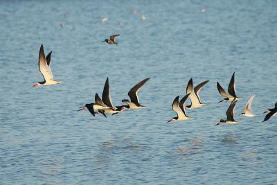 Black Skimmers