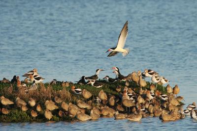 Black Skimmers