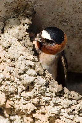 Cliff Swallow building nest
