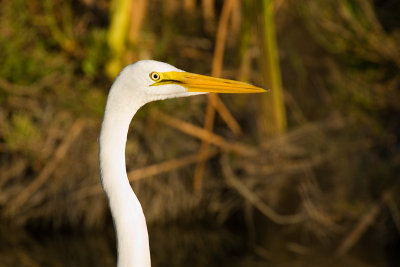 Great Egret