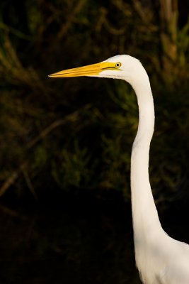 Great Egret