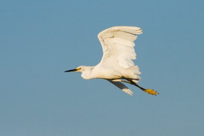 Snowy Egret