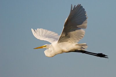 Great Egret