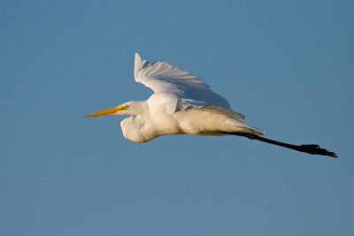 Great Egret