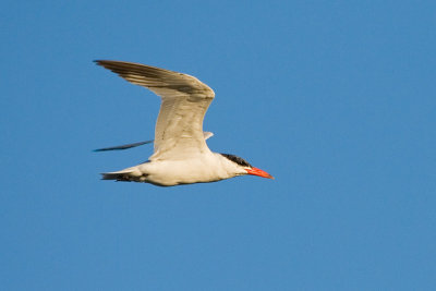 Caspian Tern