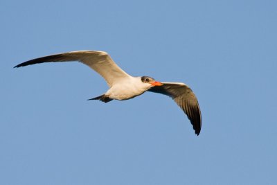 Caspian Tern, juvenile