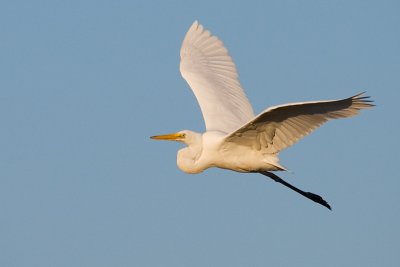 Great Egret