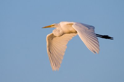 Great Egret