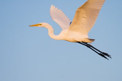 Great Egret