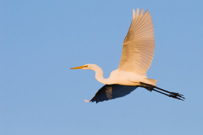 Great Egret