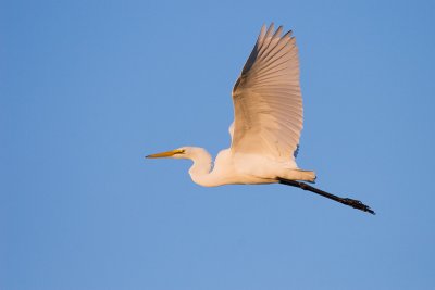 Great Egret