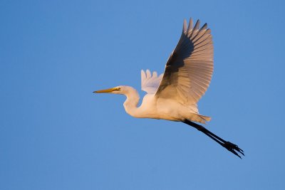 Great Egret