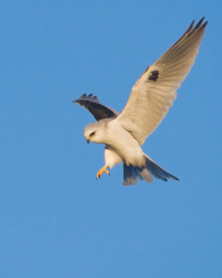 White-tailed Kite