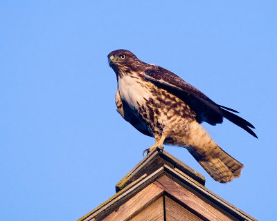 Red-tailed Hawk, juvenile