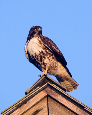 Red-tailed Hawk, juvenile