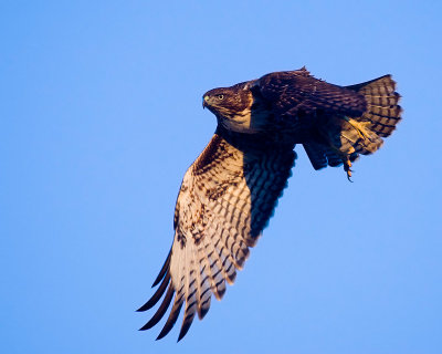 Red-tailed Hawk, juvenile